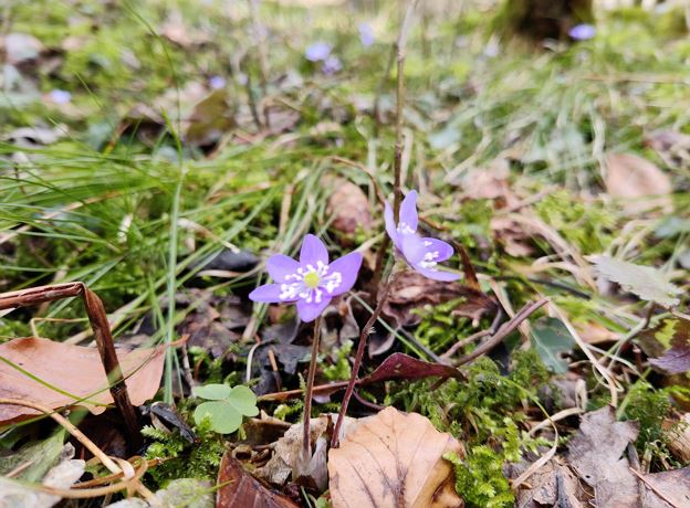 Ostermarkt im Gasthof Post Dalaas